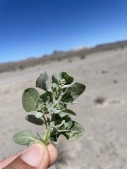 Atriplex argentea hillmanii