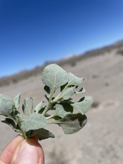 Atriplex argentea hillmanii