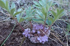 Hydrophyllum alpestre