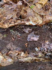 Cryptocercidae