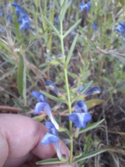 Scutellaria siphocampyloides