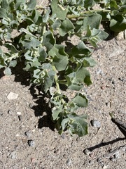 Atriplex argentea hillmanii
