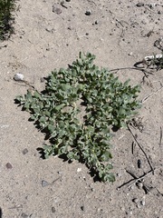 Atriplex argentea hillmanii