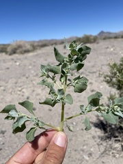Atriplex argentea hillmanii