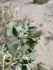 Atriplex argentea hillmanii