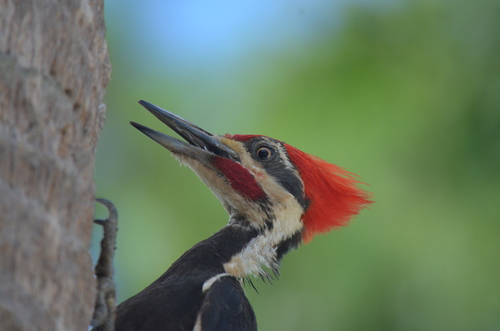 Pileated Woodpecker photographed in Florida