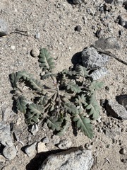 Phacelia gymnoclada