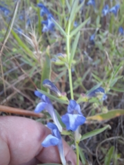 Scutellaria siphocampyloides
