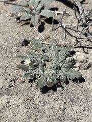 Glyptopleura marginata