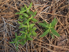 Monardella hypoleuca intermedia