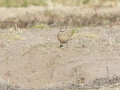 Geositta cunicularia