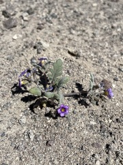 Phacelia gymnoclada