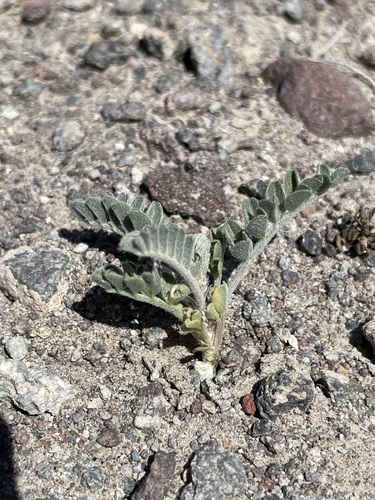 Image of Gravel milkvetch by (c) Matt Berger, some rights reserved (CC BY)