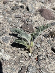 Astragalus sabulonum