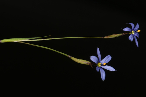 Image of Sisyrinchium atlanticum by (c) Brian Finzel, some rights reserved (CC BY-SA)