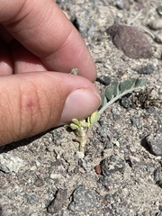 Astragalus sabulonum
