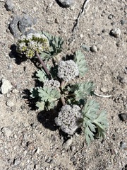 Cymopterus corrugatus