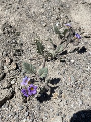 Phacelia gymnoclada