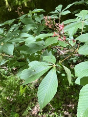 Aesculus × bushii