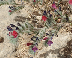 Echium angustifolium