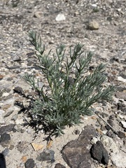 Neokochia americana