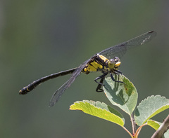 Octogomphus specularis
