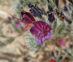 Echium angustifolium