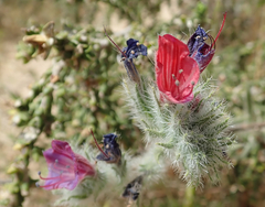 Echium angustifolium