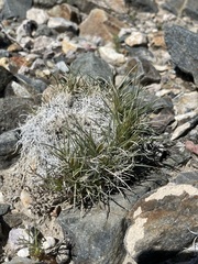 Blepharidachne kingii