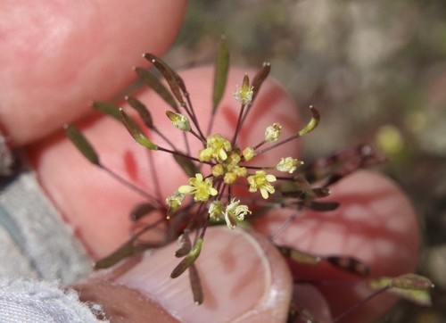 Western tansymustard (Descurainia pinnata)