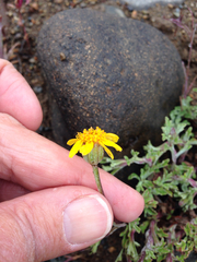 Eriophyllum lanatum integrifolium