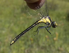 Octogomphus specularis