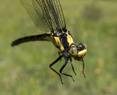 Octogomphus specularis