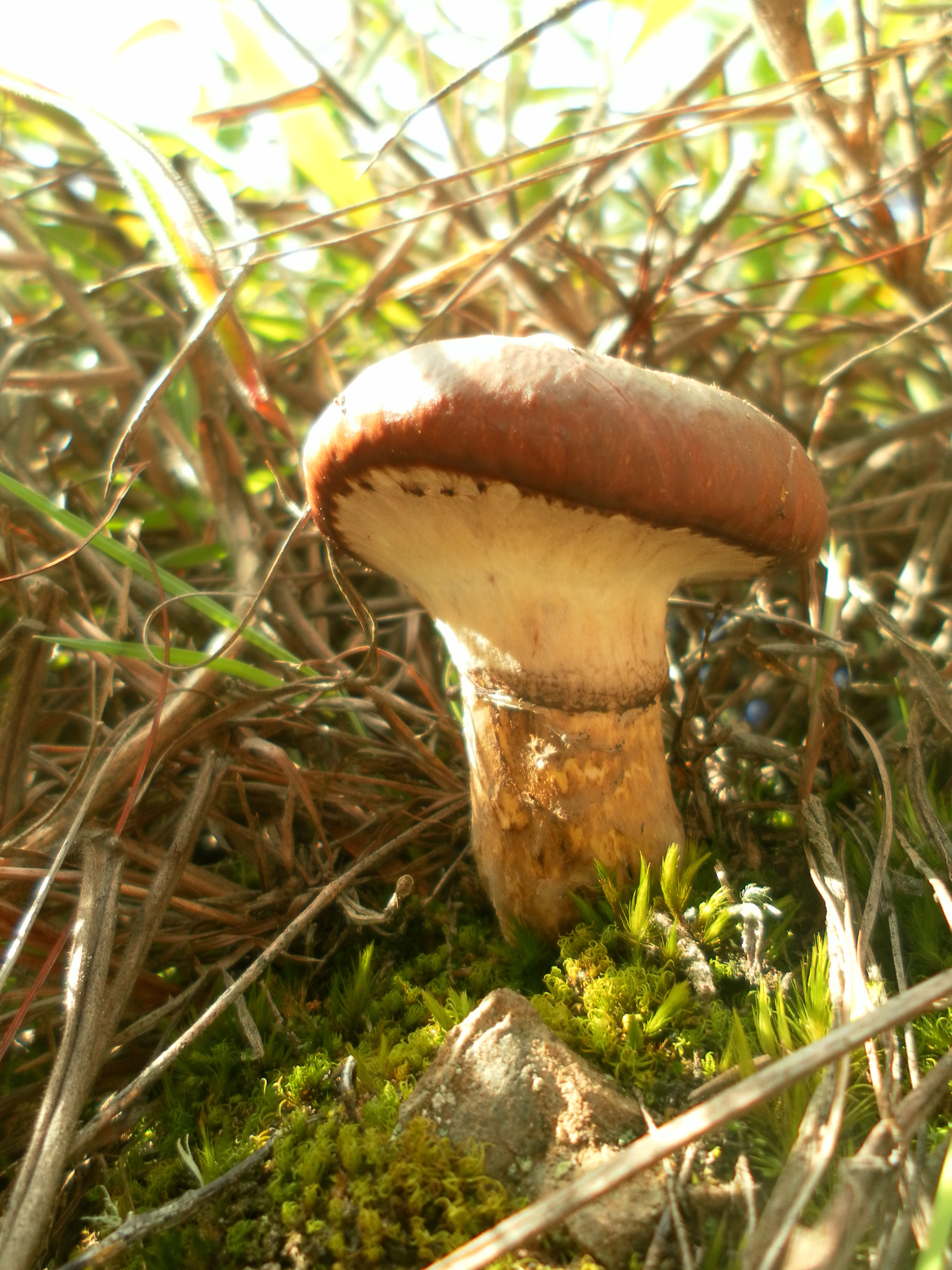 Suillus luteus image