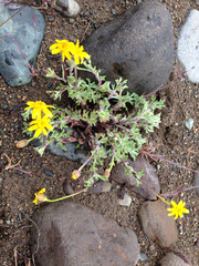 Eriophyllum lanatum integrifolium