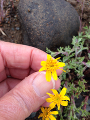 Eriophyllum lanatum integrifolium