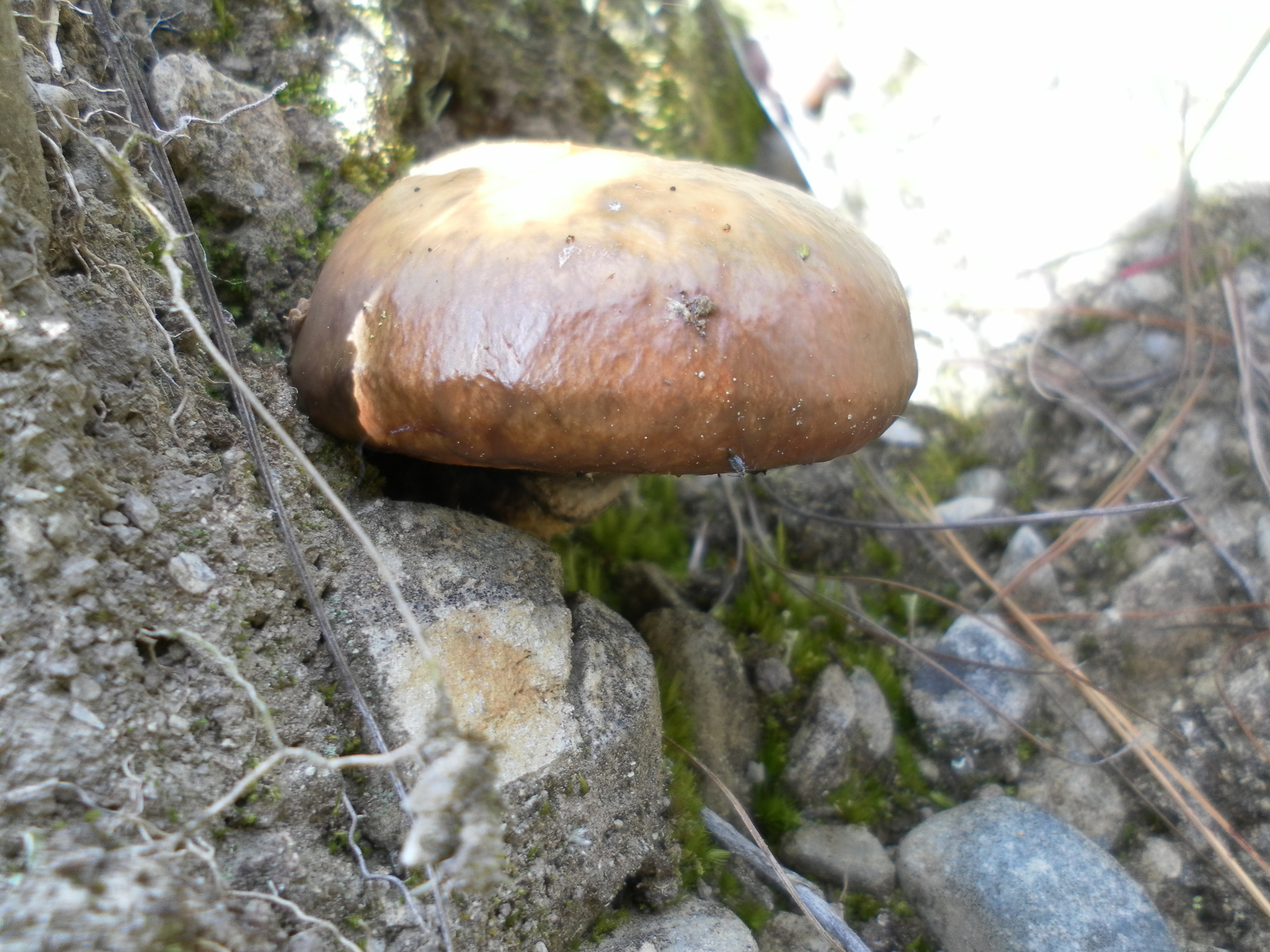 Suillus luteus image