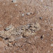 Sonoran Horned Lizard - Photo (c) John Sullivan, some rights reserved (CC BY-NC), uploaded by John Sullivan