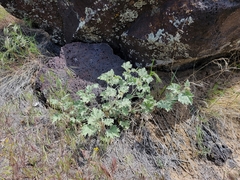 Sphaeralcea munroana