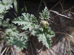 Sphaeralcea munroana