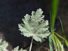 Sphaeralcea munroana
