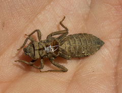 Octogomphus specularis