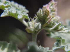 Sphaeralcea munroana