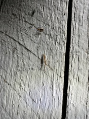 Doldina interjungens