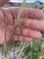 Austrostipa semibarbata