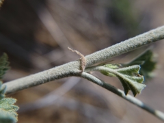 Sphaeralcea munroana
