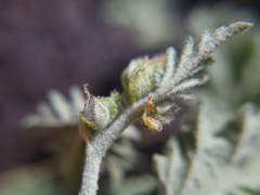 Sphaeralcea munroana