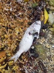 Haemulon flavolineatum