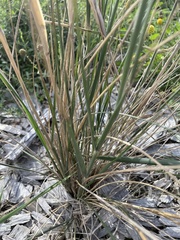Austrostipa semibarbata
