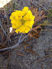 Erysimum perenne